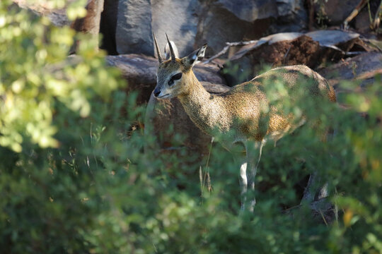 Klippspringer / Klipspringer / Oreotragus oreotragus