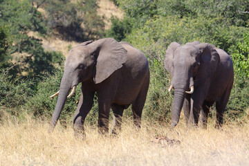 Fototapeta premium Afrikanischer Elefant / African elephant / Loxodonta africana