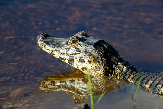 Caiman yacare with mirror reflection in water Pantanal Brazil