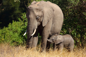 Obraz premium Afrikanischer Elefant / African elephant / Loxodonta africana