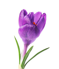 Fototapeta premium Beautiful purple crocus flower isolated on white