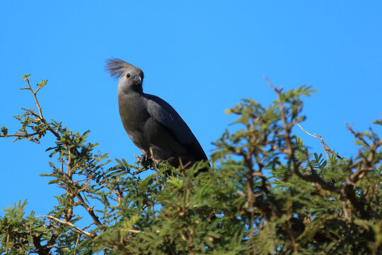 Graul&auml;rmvogel / Grey lourie or Grey go-away-bird / Crinifer concolor