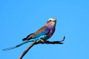 Gabelracke / Lilac-breasted roller / Coracias caudatus © Ludwig