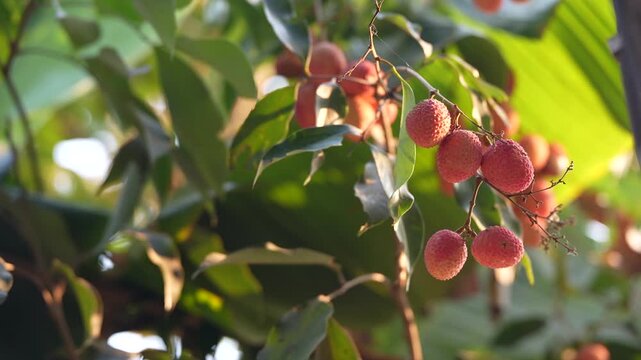 Clusters of ripe red lychees hanging from a tree branch in soft natural sunlight