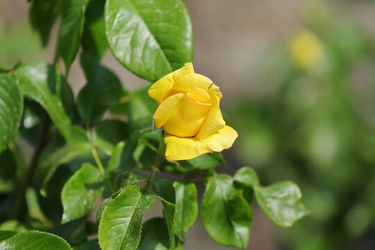 Yellow Rose Bloom with Botanical Label in Madrid Rose Garden