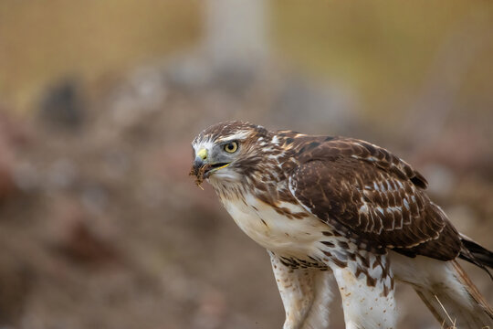 Red-Tailed Hawk Hunting in Downsview Park, Toronto