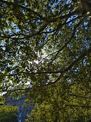 Fototapeta premium Sunlight through tree canopy with green leaves and blue sky