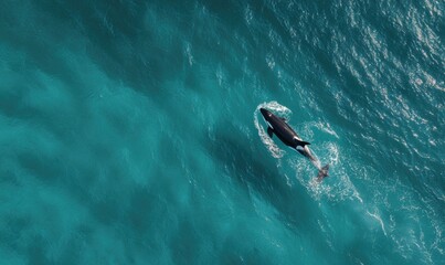 Obraz premium Dolphin glides effortlessly through vibrant blue sea