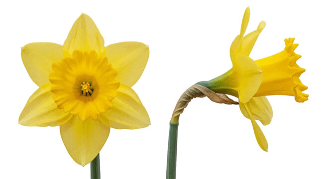 Vector illustration of two yellow daffodil flowers on a transparent background