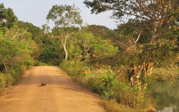 Parc national de Wilpattu, Sri Lanka. Mangouste indienne grise ou Mangouste d'Edwards (Herpestes edwardsii)