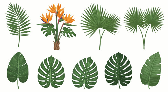 Set of tropical vector illustrations including monstera deliciosa Swiss cheese plant leaves, orange bird of paradise blossoms, various palm fronds, and banana leaf on white.
