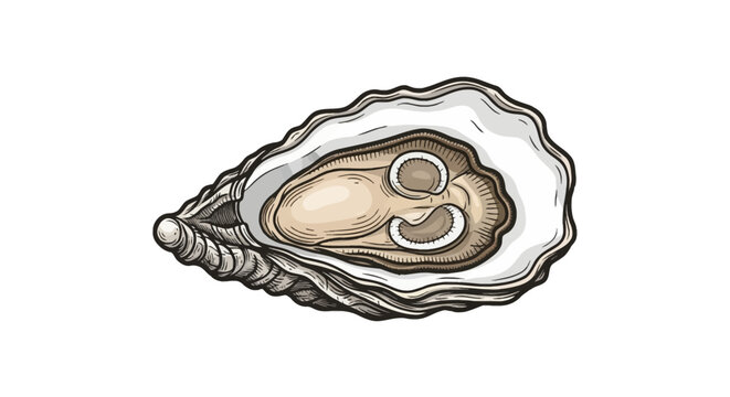 Detailed vector illustration of an open oyster shell with meat inside, featuring a hand-drawn vintage engraving style with realistic textures and shadows on a white background.