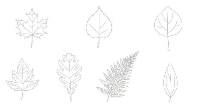 Collection of Outline Leaf Silhouettes: Maple, Oak, Birch, Fern, Aspen