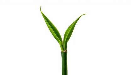 Naklejka premium Bamboo sprout on white backdrop