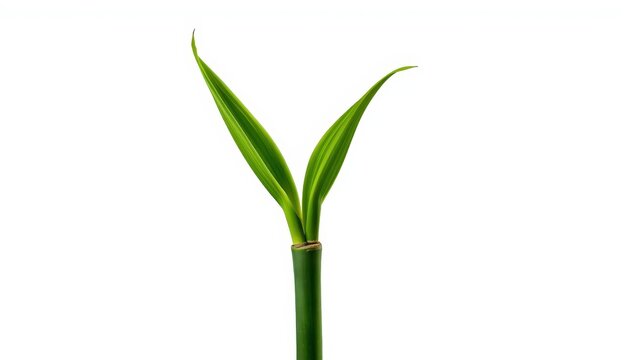 Bamboo sprout on white backdrop