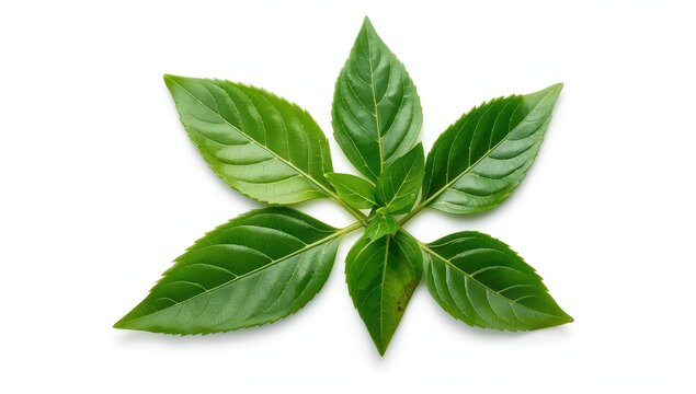 Fresh Murraya koenigii leaves on a white backdrop.