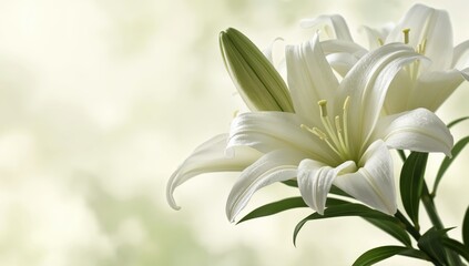 Obraz premium Lily blossoms on pale backdrop