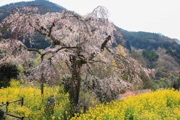 神奈川県松田町寄（ﾔﾄﾞﾘｷ）の風景。佐土原のしだれ桜。 © onaka