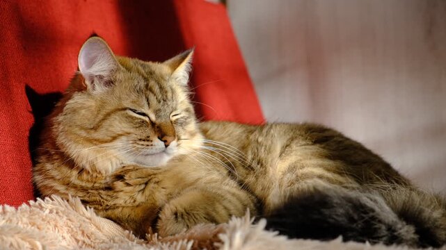 Tabby cat basked in the afternoon sunlight, Mixed breed, siberian cat, norwegian forest cat. Blurred movie-like scene, soft morning sunlight, atmospheric mood	