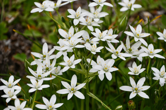 オオアマナ　Star of Bethlehem