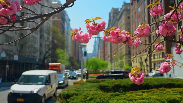 New York City street traffic during spring cherry bloom. Focus on pink cherry blossoms with cars and city architecture in the background of Manhattan.