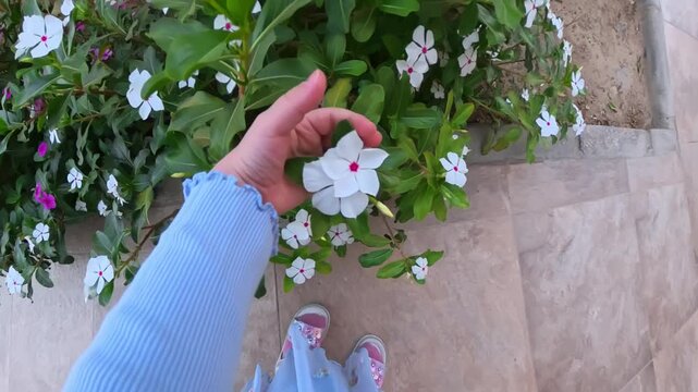 Top-down POV of a child reaching toward white vinca blooms beside a tiled walkway, capturing gentle exploration, family travel, and sensory discovery in a sunny resort garden.