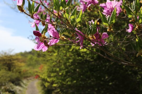 春の赤城山、覚満斑の景色。赤城山のカルデラににある湿原。