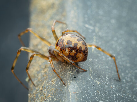 Macro view of a Common House Spider Parasteatoda tepidariorum on a textured grey surface showing detailed markings on the globular abdomen