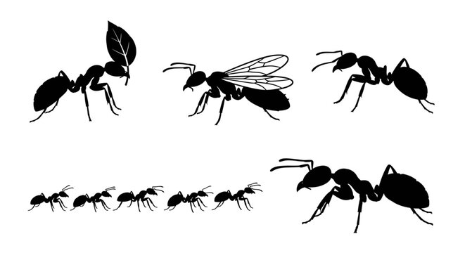 Vector graphic concept of various ant types and their social roles within an insect colony, showcasing detailed silhouettes of worker ants, winged ants, and a collective group