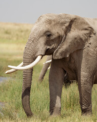 Profile of a large elephant in the grass © feeferlump
