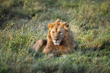 Male lion with a sun glow on his face © feeferlump