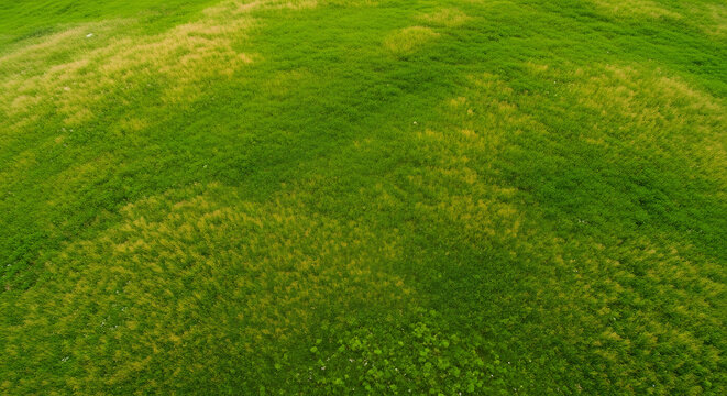 Aerial view of a vibrant green meadow with patches of golden, dry grass. high-quality professional detailed modern elegant stylish clean