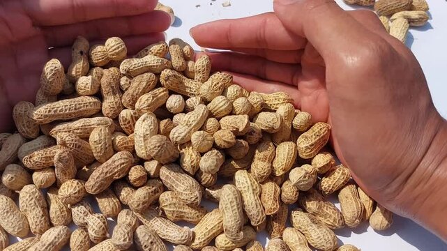 footage of  Peanuts (Arachis hypogaea) are legume plants that are rich in nutrients and have many health benefits. roasted peanuts with a rich golden brown color, showcasing  natural appearance. 