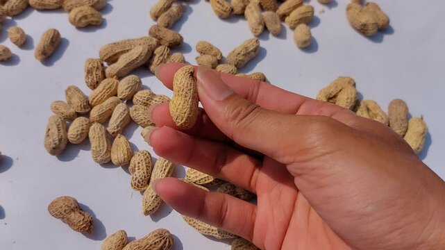 footage of  Peanuts (Arachis hypogaea) are legume plants that are rich in nutrients and have many health benefits. roasted peanuts with a rich golden brown color, showcasing  natural appearance. 