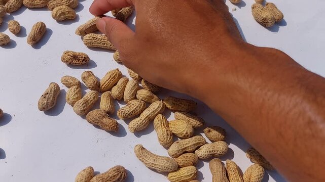 footage of  Peanuts (Arachis hypogaea) are legume plants that are rich in nutrients and have many health benefits. roasted peanuts with a rich golden brown color, showcasing  natural appearance. 