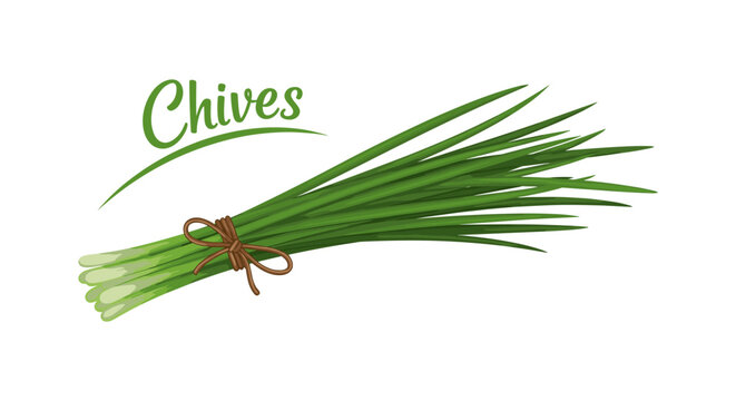 Fresh green chives bunch tied with brown string isolated on a white background, with text label