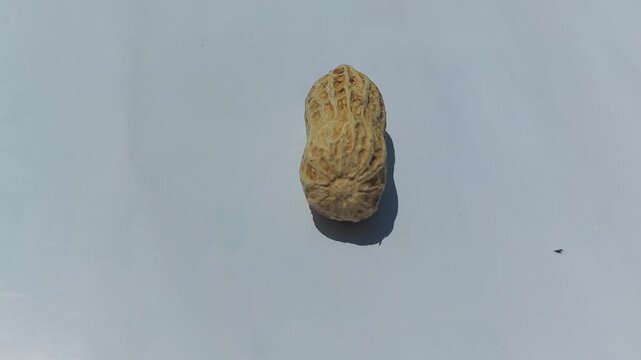 footage of  Peanuts (Arachis hypogaea) are legume plants that are rich in nutrients and have many health benefits. roasted peanuts with a rich golden brown color, showcasing  natural appearance. 