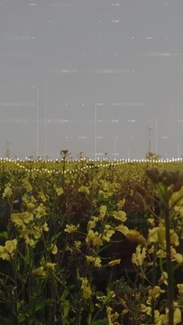 Vertical video: Camera pulling back over yellow field, dotted equalizer rising at horizon for tech