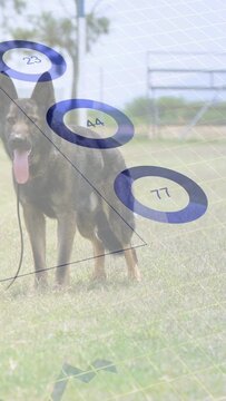 Vertical video: GSD standing on grass, right blue charts appearing and sweeping left showing data