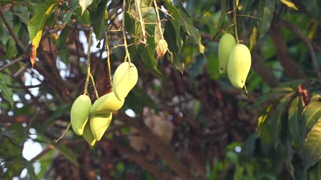Light green Nam Dok Mai mangoes hanging on the tree, surrounded by leaves in warm evening sunlight