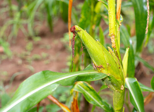 ​Close-up of young corn cob infested with earworm or borer pests in the field. Showing frass and early damage on maize husk, representing agricultural crop threats and organic farming challenges