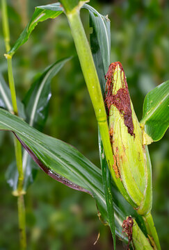 ​Close-up of young corn cob infested with earworm or borer pests in the field. Showing frass and early damage on maize husk, representing agricultural crop threats and organic farming challenges