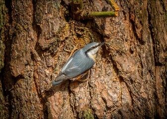 kowalik (Sitta europaea) © Tadeusz