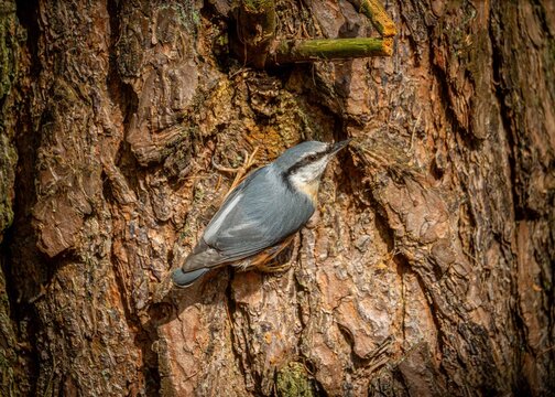 kowalik (Sitta europaea)