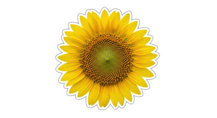 Obraz premium A fluffy dandelion with bright yellow petals in full bloom