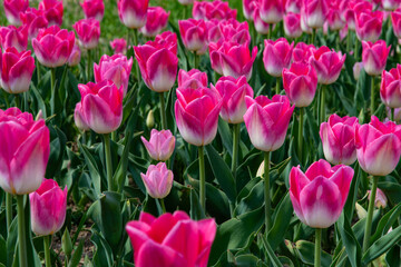 Obraz premium Beautiful field of pink and white bicolor tulips in a sunny spring park
