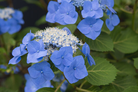 アジサイ（Hydrangea macrophylla）：花が開いた花序と大きな青いガク／埼玉県・6月