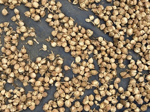 High angle view of dried white cardamom (Amomum compactum) seeds being dried on a black mat outdoors.