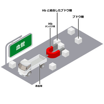 血管の中のHbA1cの状態のイラスト