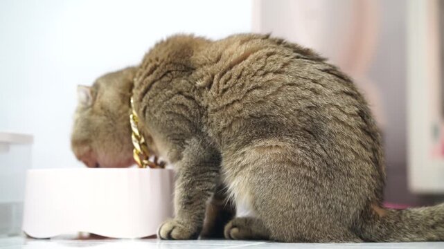 Brown cat with fluffy fur and gold chain eating from pet bowl, indoor domestic cute relaxed side view, adorable feline whiskers, healthy nutrition, calm sitting, closeup, pampered animal at home